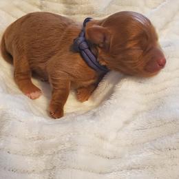 Miss Dk. Purple - Apricot female Schnoodle puppy in Leitchfield, Kentucky from Eveleigh Acres Puppies