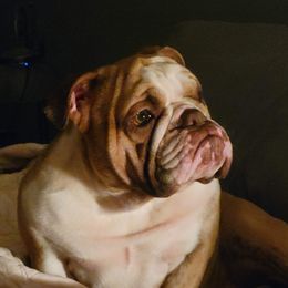 Matilda - Bulldog