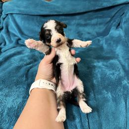 Willow - Tri-color female Bernedoodle puppy in Warrensburg, Missouri from Dreamer Ridge Puppies