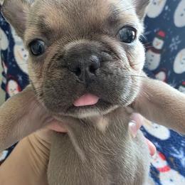 Angel - Blue fawn female French Bulldog puppy in Manchester, Iowa from Stogdill's Baby Bullies