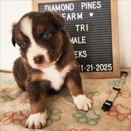 Grey - Red tri-color male Australian Shepherd puppy in Camp Verde, Arizona from Diamond Pines Farm