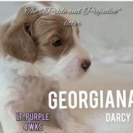Georgianna Darcy- light purple - Parti female Goldendoodle puppy in Fort Worth, Texas from Stacy Warwick