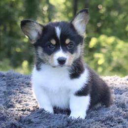 Phil (Thunder) - Black and tan male Pembroke Welsh Corgi puppy in Fayetteville, Arkansas from Intergalactic Corgis