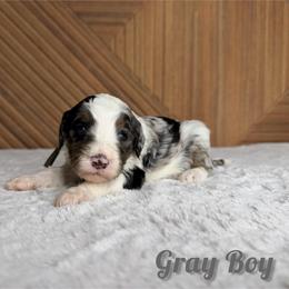 Gray boy - Blue merle male Bernedoodle puppy in Modesto, California from Two Doods Doodles