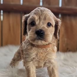 Hudson - Red and white male Cockapoo puppy in Salt Lake City, Utah from Utah Cocker Spaniels