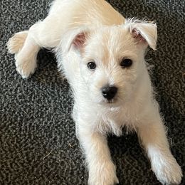 West Highland White Terriers from Westies of NC Highlands