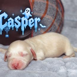Casper - Cream male Dachshund puppy in Crestview, Florida from Neverending Dachies