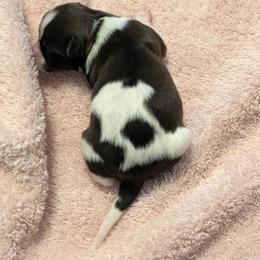 Salem - White and sable female Papillon puppy in Joshua, Texas from Summertime Kennels