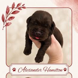 Alexander Hamilton - Chocolate male Labrador Retriever puppy in Morriston, Florida from Penny Lane Labradors