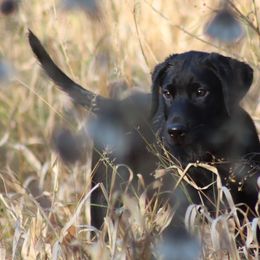 Labrador Retriever Puppies from Jungle Lake Labrador Lodge