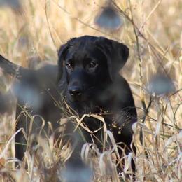 Labrador Retriever Puppies from Jungle Lake Labrador Lodge