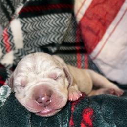 Polar - Merle male Great Dane puppy in Ardmore, Alabama from Delta Danes