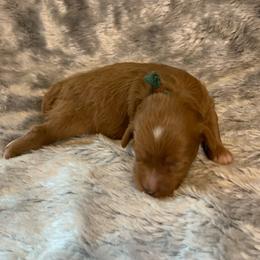 Valor - Red  male Goldendoodle puppy in Haddam, Kansas from Golden B Acres
