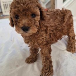 Mellow - Red  female Poodle puppy in Corona, California from Poodle house CA