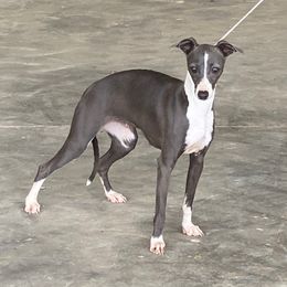 GOGO - Italian Greyhound