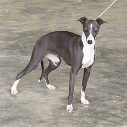 GOGO - Italian Greyhound