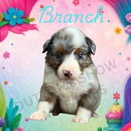 Branch - Blue merle male Miniature Australian Shepherd puppy in Oronogo, Missouri from Dutton's Show Me Farms