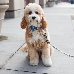 Luna - Cavapoo