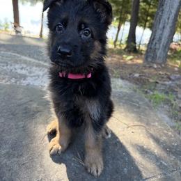 Pink - Black and red female German Shepherd puppy in Medford, New Jersey from Christina's German Shepherds