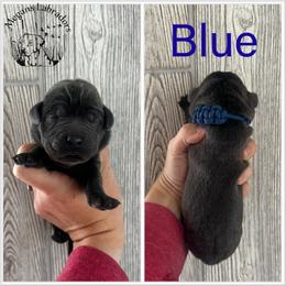 Blue - Charcoal male Dilute Retriever puppy in Ste. Genevieve, Missouri from Megans Labradors