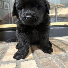 Blue Boy - Black male Newfoundland puppy in Seffner, Florida from Tampa Bay Farm