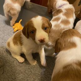 Girl 1 - Orange and white Brittany puppy in Port Orchard, Washington from Tullyvar Farm
