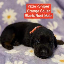 Orange Collar - Black and rust male Doberman Pinscher puppy in Lake City, Florida from Paintedcrazy Doberman Pinchers