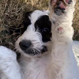 Goldendoodle Puppies from FamilyLoved Doodles