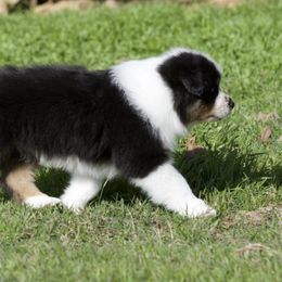 Australian Shepherd, Miniature American Shepherd, and Miniature Australian Shepherd Puppies from Diamond H Aussies