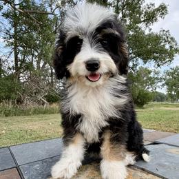 F1b Tiny Lil' Star - Tri-color female Bernedoodle puppy in Sioux Falls, South Dakota from WhiskeyCreek Doodles