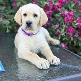Labrador Retriever Puppies from Red Barn Family Labs