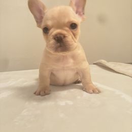 French Bulldog Puppies from Millers kennel