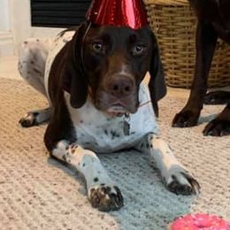 German Shorthaired Pointers from Von Zynda German Shorthaired Pointers