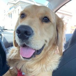 Golden Retrievers from Laurie Pereda's Golden Retrievers