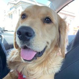 Golden Retrievers from Laurie Pereda's Golden Retrievers
