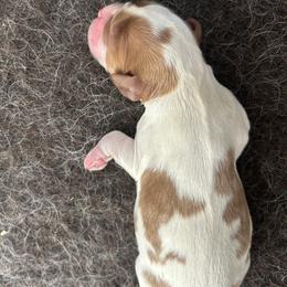 Cody - Blenheim male Cavalier King Charles Spaniel puppy in Burke, New York from Patti’s Puppies