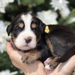 Ziggy - yellow collar male - Tri-color male Bernedoodle puppy in Yuciapa, California from AlltheDoodlez_