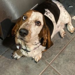 Blanche - Basset Hound
