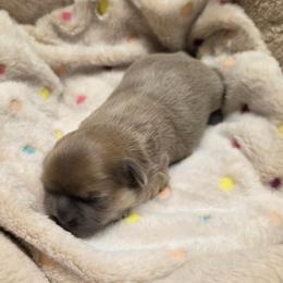 Boy 1 - Lilac male Shih Tzu puppy in Tennessee from Cutshall Babies