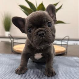 Blue - Blue male French Bulldog puppy in Smithfield, North Carolina from Roughneck Frenchies
