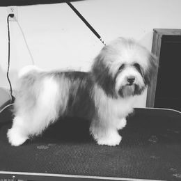 Moxie - Havanese
