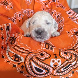 Waldo Baby Girl - Light golden female Golden Retriever puppy in Paola, Kansas from Risa’s Goldens