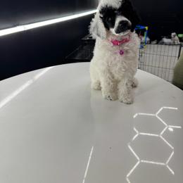 Ms. Charlotte Tilbury - Parti female Poodle puppy in Gainesville, Florida from Pipsqueak Mansion Poodles