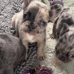 Kali - Blue female French Bulldog puppy in Warm Springs, Arkansas from Seven Hills Arkansas