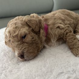 Pink collar - Cream female Goldendoodle puppy in New Britain, Connecticut from Goldendoodles Yorkiepoo Stars CT