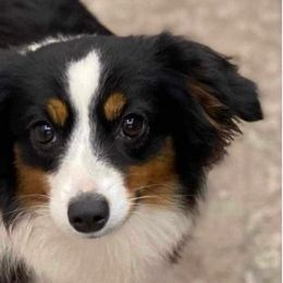 Boots - Toy Australian Shepherd