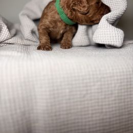 Murphy Greend collar male - Red  male Poodle puppy in Waukegan, Illinois from LaPoodles