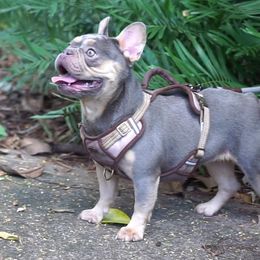 Girl 2 - French Bulldog puppy in Florida from Love My Frenchiess