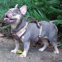 Girl 2 - French Bulldog puppy in Florida from Love My Frenchiess