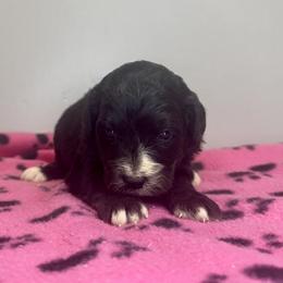 Sophie Girl 2 - Black and white female Bernedoodle puppy in Russiaville, Indiana from Pleasant Creek Minibernedoodles